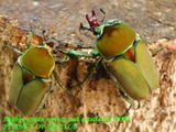 cddf3pair1