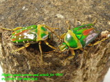 sgpair2