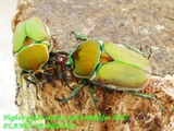 cddf3pair2