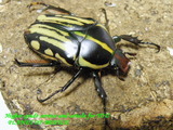 dschang40