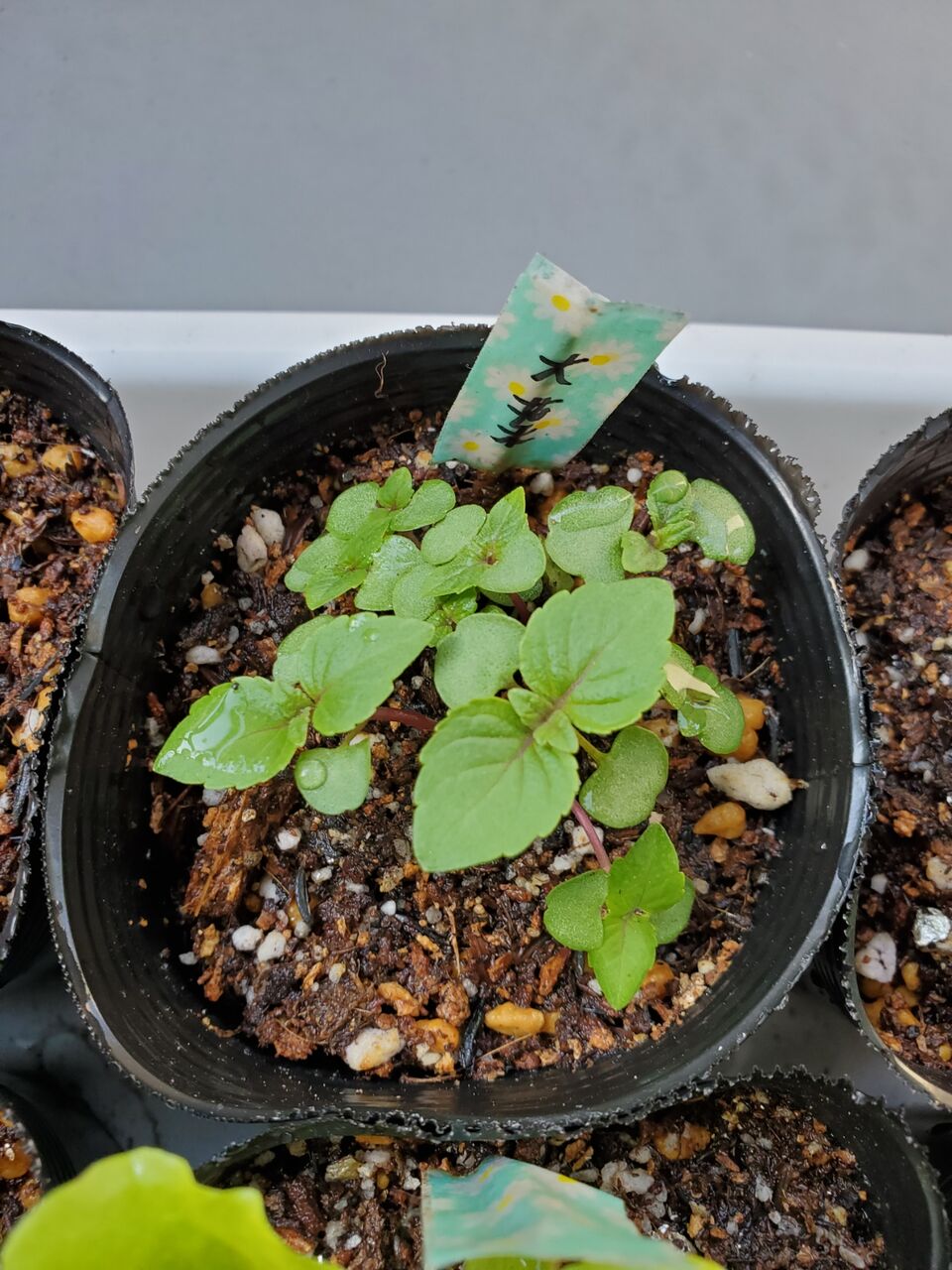 栽培日記 大葉の栽培 間引きしました うぉっちの徒然草 栽培日記 大葉の栽培 間引きしました うぉっちの徒然草