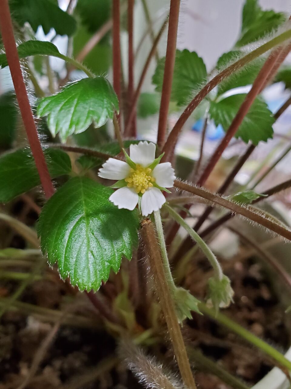 栽培日記 ワイルドストロベリー 株分け うぉっちの徒然草