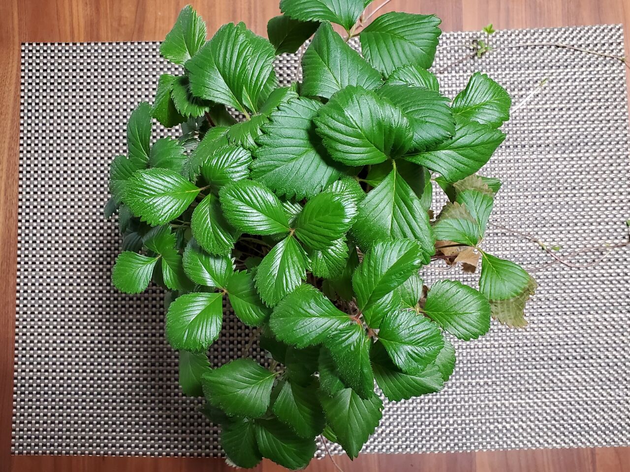 栽培日記 ワイルドストロベリー 株分け うぉっちの徒然草