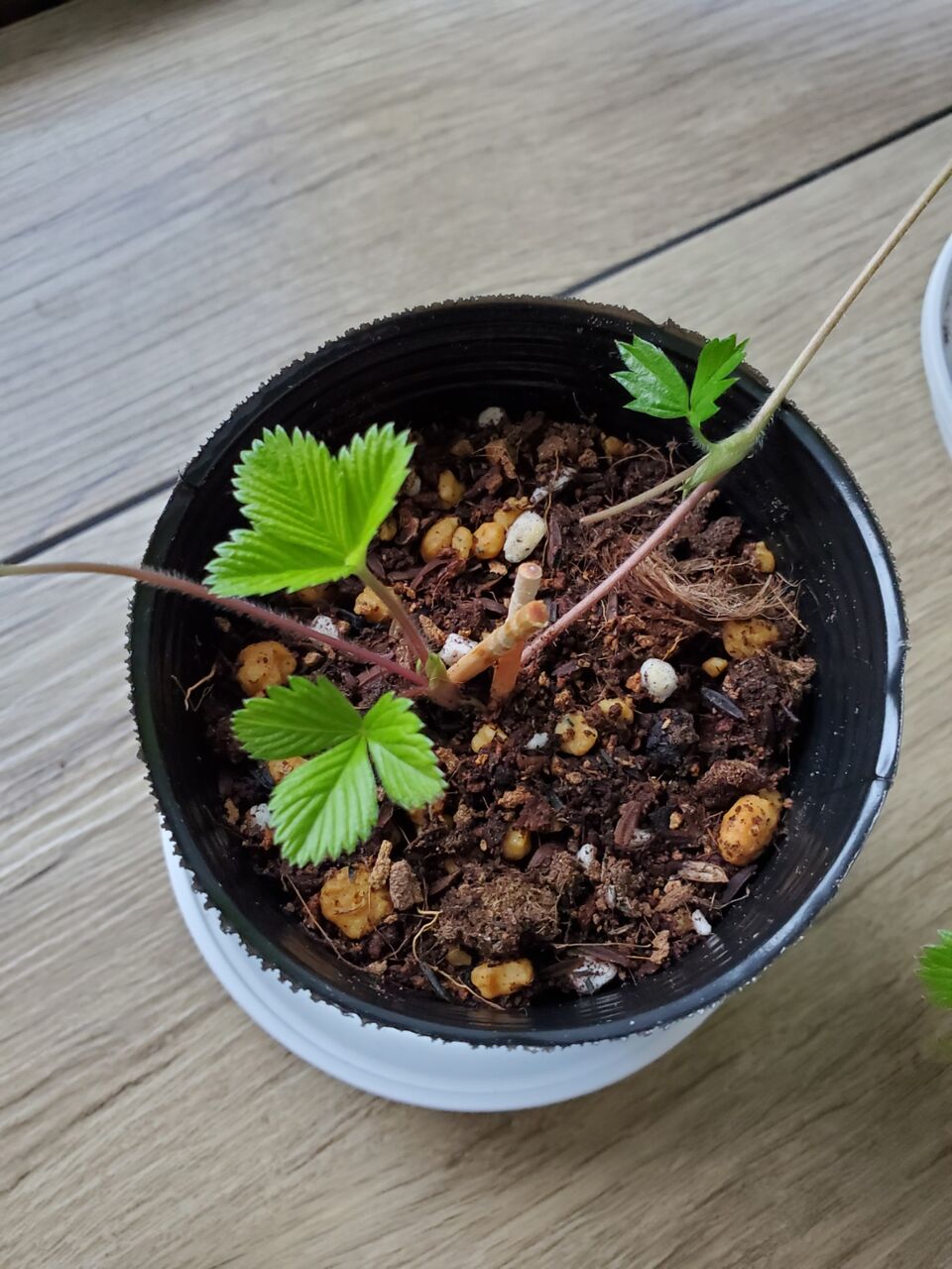 栽培日記 ワイルドストロベリー 株分け うぉっちの徒然草