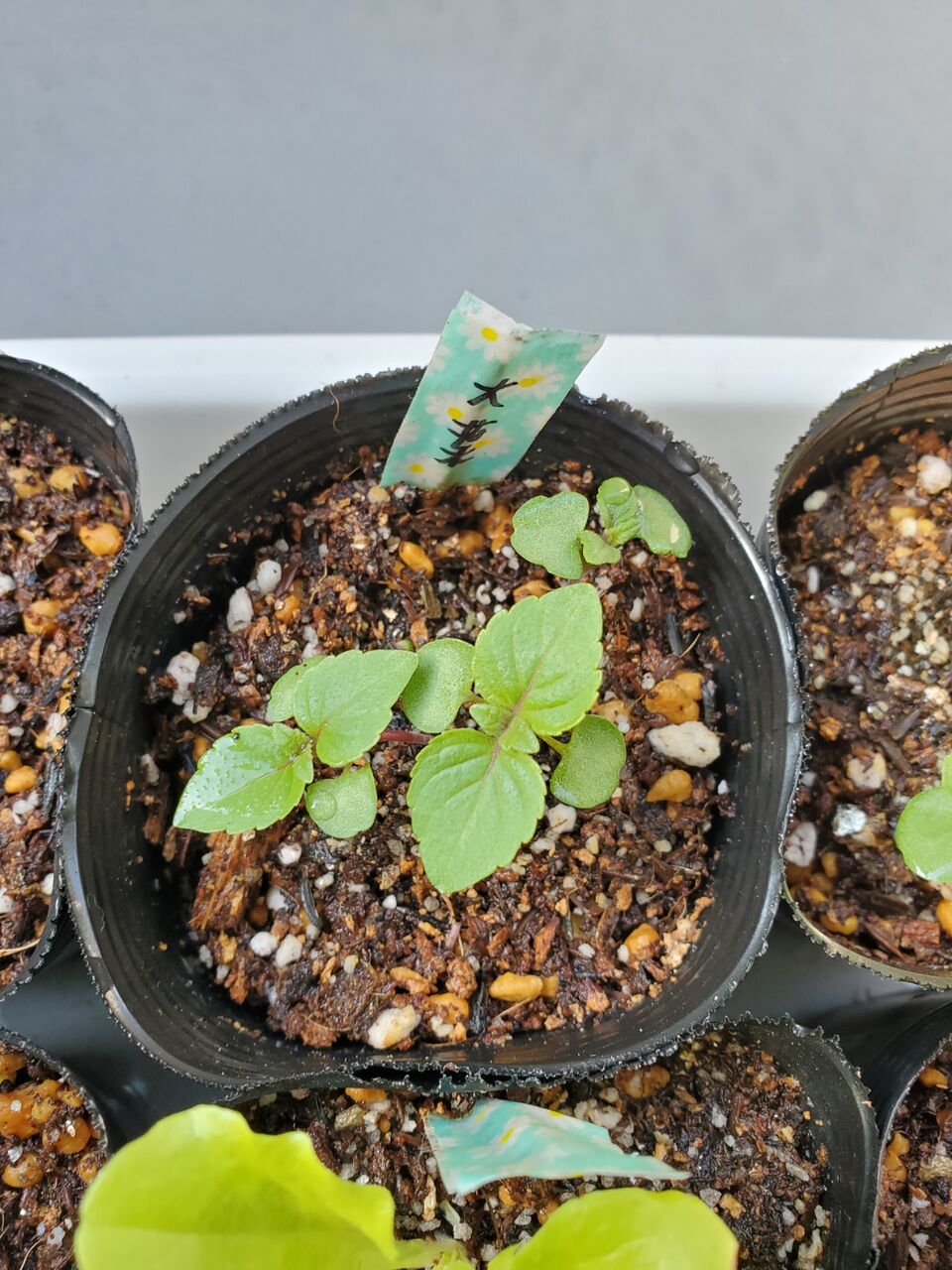 栽培日記 大葉の栽培 間引きしました うぉっちの徒然草 栽培日記 大葉の栽培 間引きしました うぉっちの徒然草