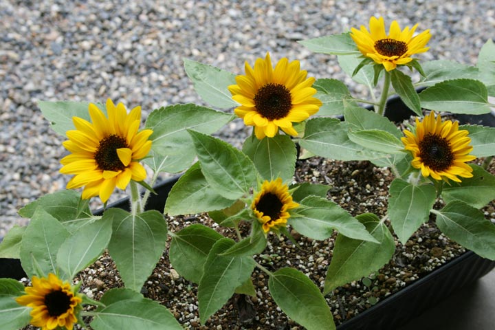 今季ブランド ミニひまわり 生花 70cm サマーギフト お中元 Www Qiraatafrican Com