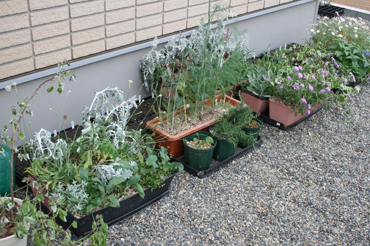 長期留守 植物たちはどうなったか プランターマニアックス 長期留守 植物たちはどうなったか プランターマニアックス