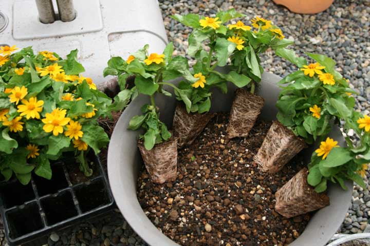 メランポジウムの苗 プランターマニアックス