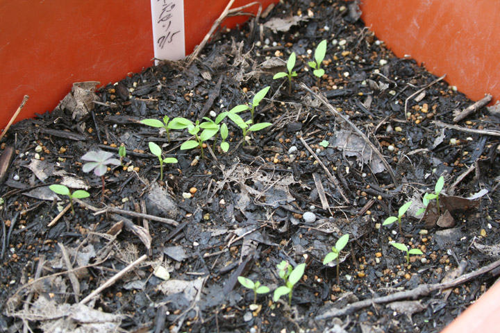 直播きイタリアンパセリの発芽 プランターマニアックス 直播きイタリアンパセリの発芽 プランターマニアックス