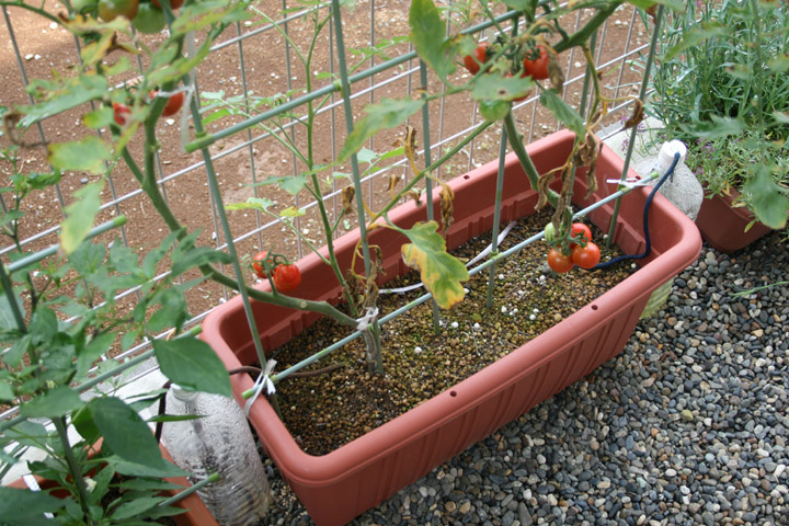 ミニトマトとシシトウの収穫量 プランターマニアックス