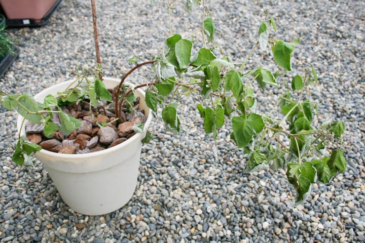 長期留守 植物たちはどうなったか プランターマニアックス