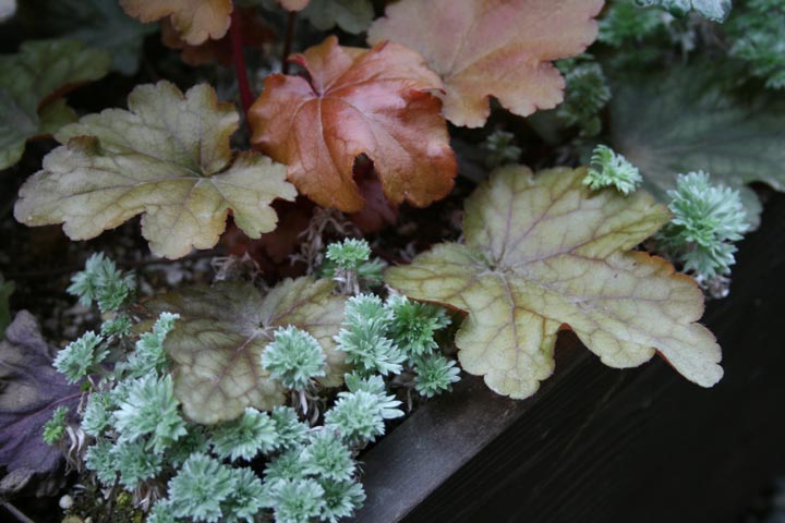 アサギリソウ復活 プランターマニアックス