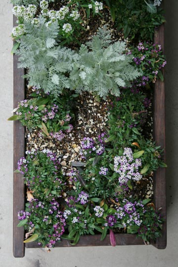 自作の花壇がいよいよ見ごろ プランターマニアックス