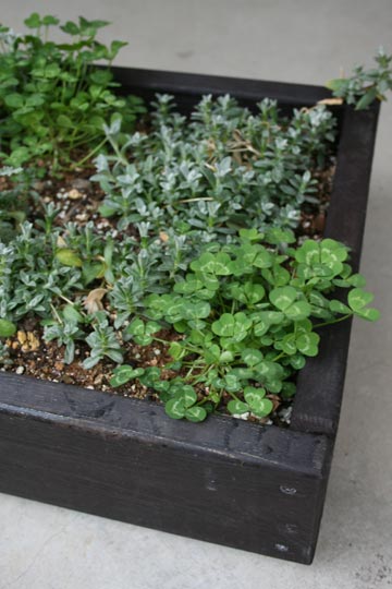 自作の花壇がいよいよ見ごろ プランターマニアックス