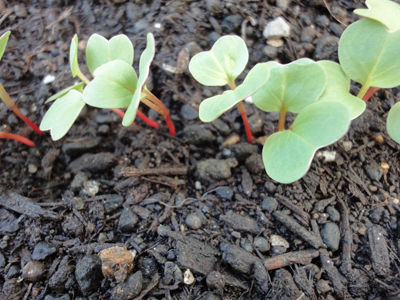 ラディッシュの間引き方 1回目 プランターで野菜を育てよう ラディッシュの間引き方 1回目 プランターで野菜を育てよう