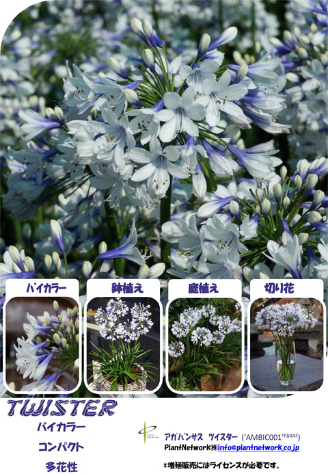 Agapanthus Twister　pdf