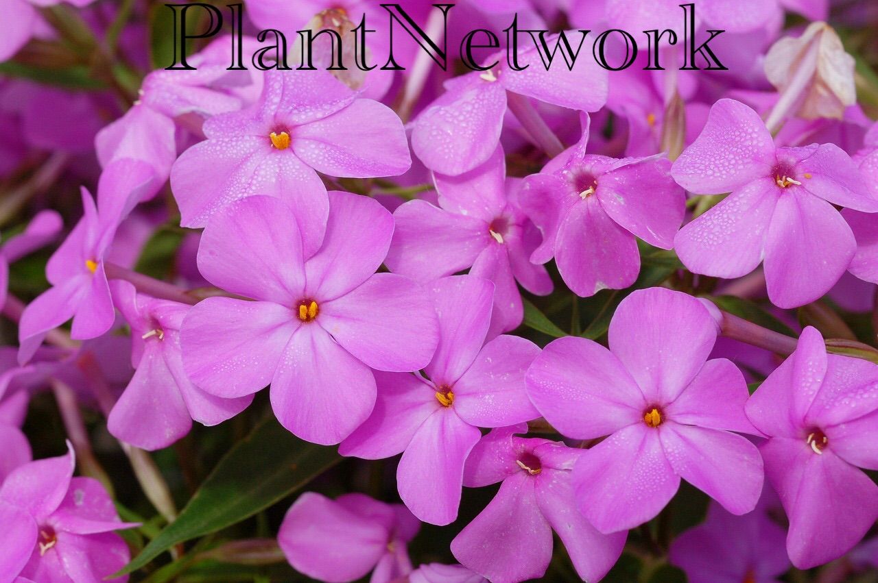 2015年11月07日 : Plant Network 公式ブログ