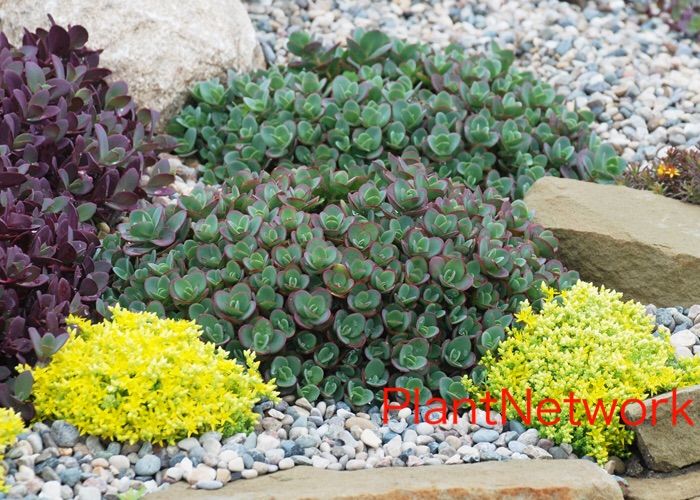 ❣️札付き 多肉植物 セダム ☆サンスパークラー4苗セット☆ 抜き苗