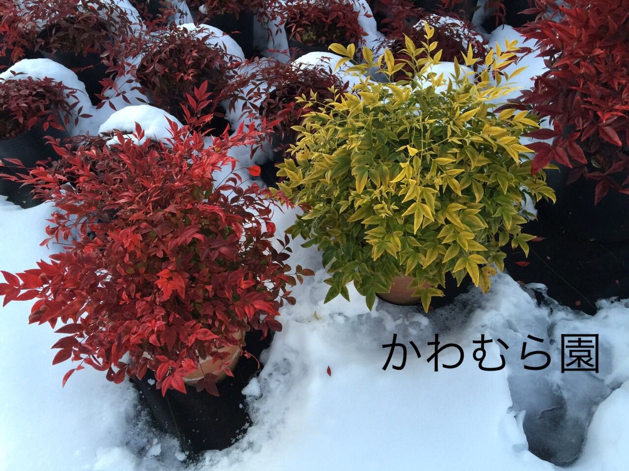 雪の中のナンテンとルコテー達 Plant Network 公式ブログ 雪の中のナンテンとルコテー達 Plant Network 公式ブログ
