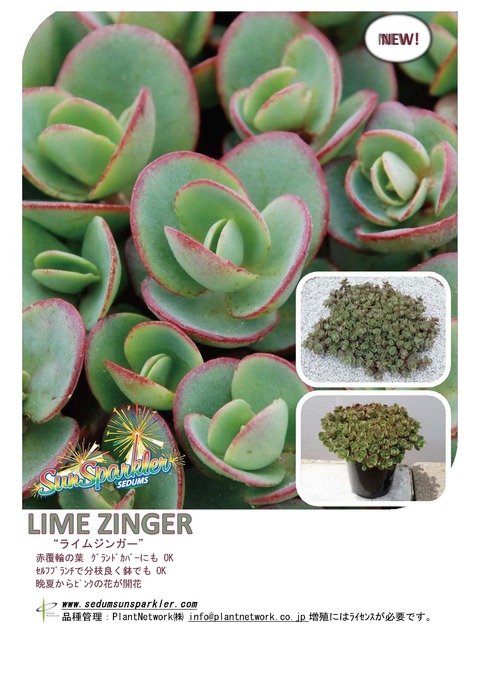 Sedum Lime Zinger