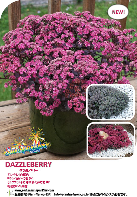 2 Sedum Dazzleberry　JP