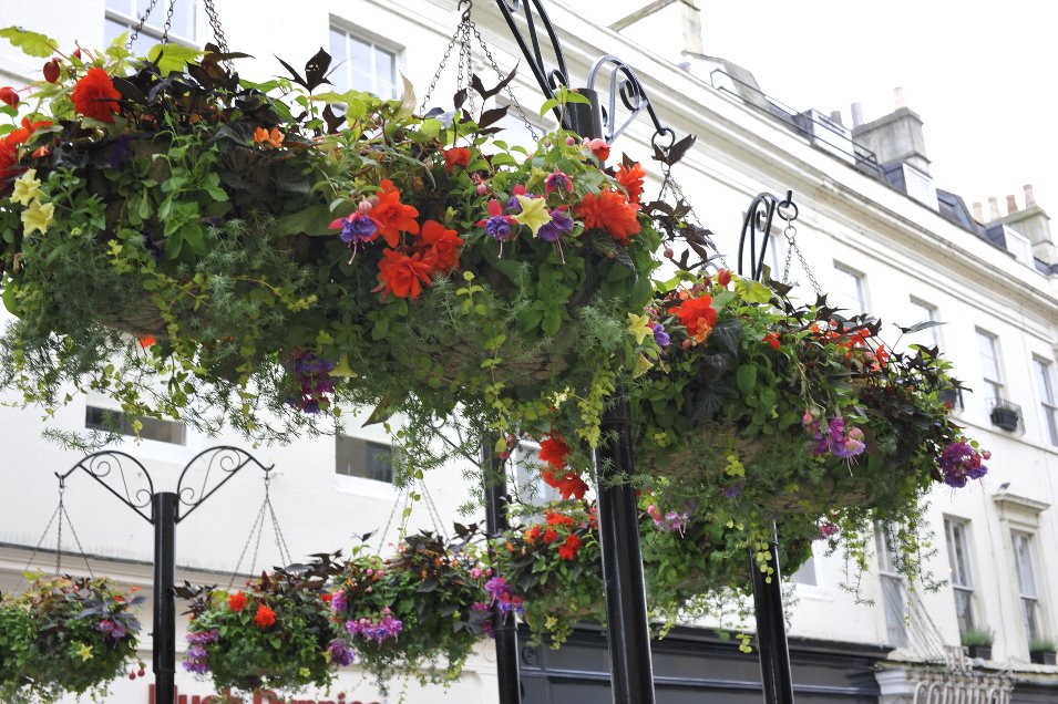 mikateaさん確認用　スモークツリー　オールドファッション mikateaさん確認用 スモークツリー オールドファッション