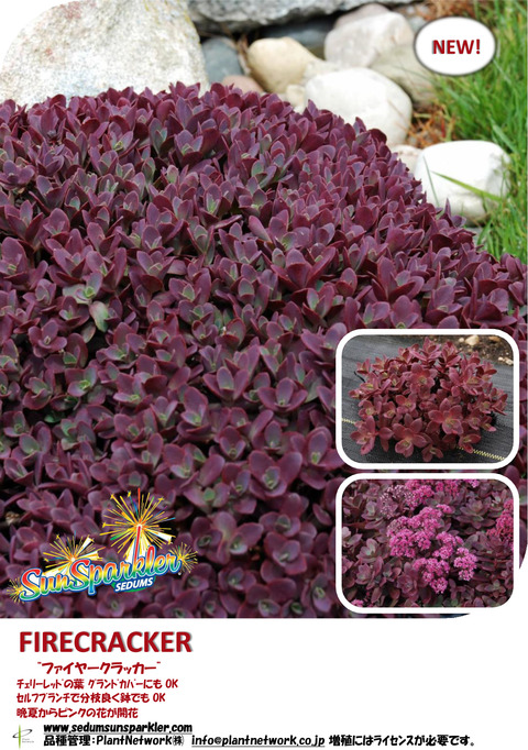 4 Sedum Firecracker　JP