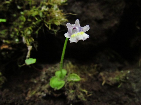 不思議な食虫植物ムシトリスミレの育て方 晴れ時々植物日記 不思議な食虫植物ムシトリスミレの育て方 晴れ時々植物日記