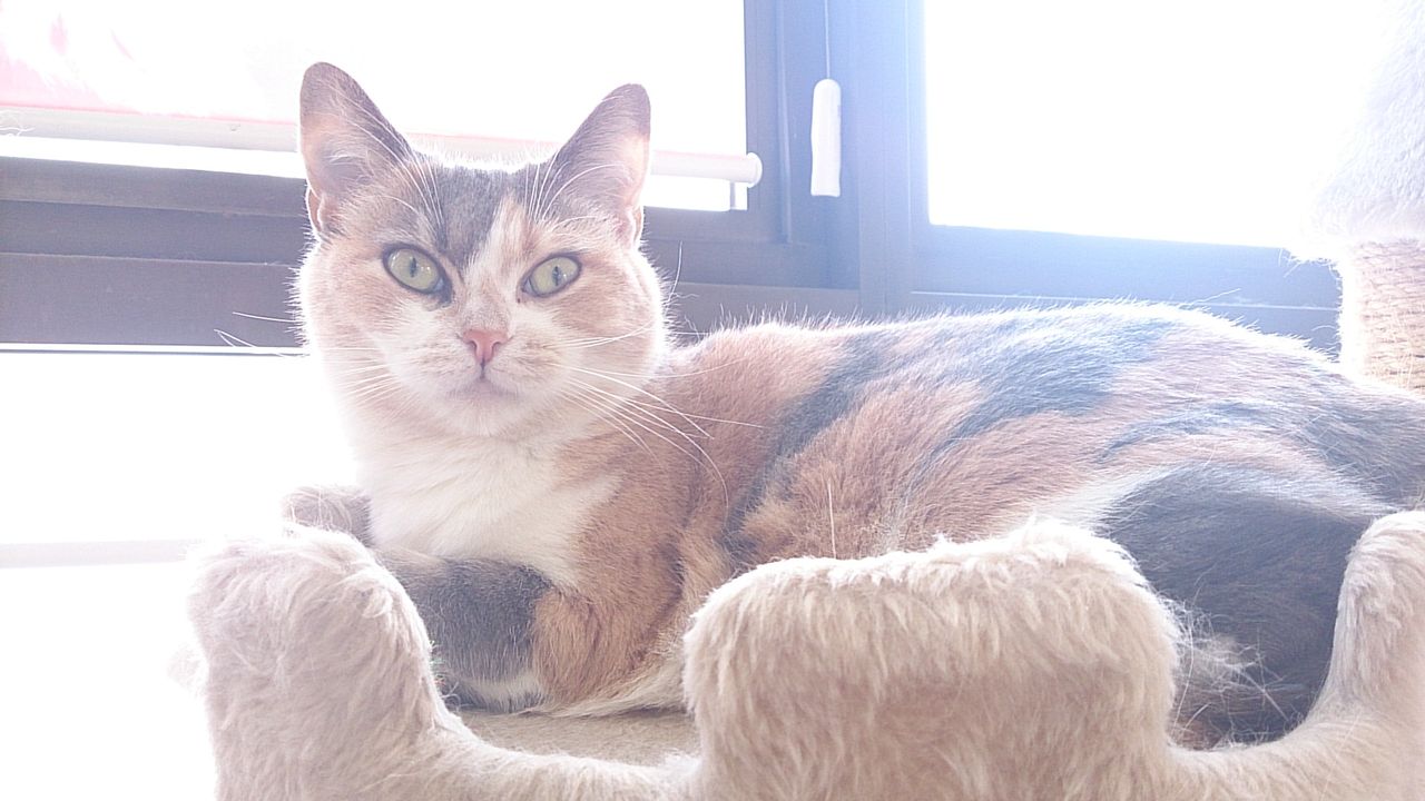 猫カフェ行ってきた 気の向くままに 猫カフェ行ってきた 気の向くままに