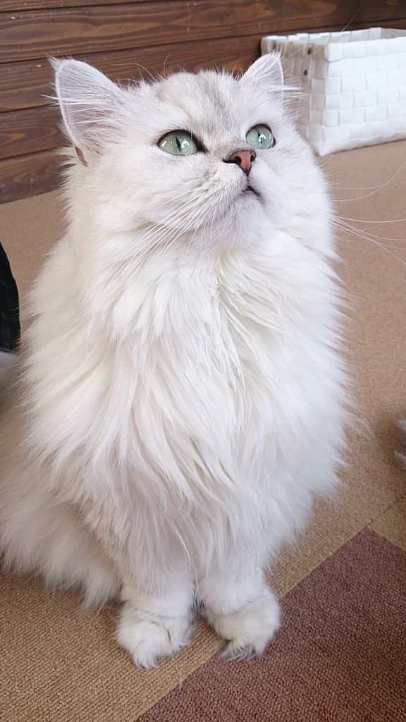 猫カフェ行ってきた 気の向くままに 猫カフェ行ってきた 気の向くままに