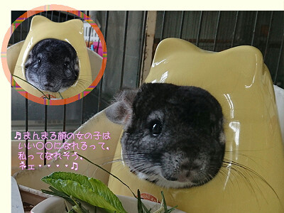 まん丸顔の Small Animal Land