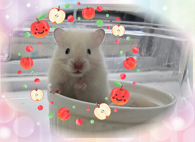 kinnkuma260712
