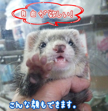 ferret170325b