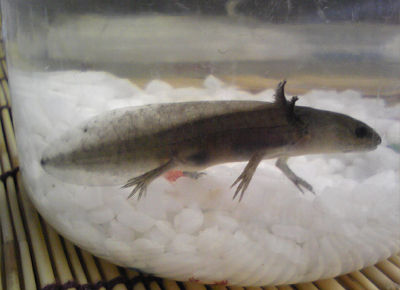 ウーパールーパー Small Animal Land