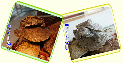 新種か Small Animal Land 新種か Small Animal Land