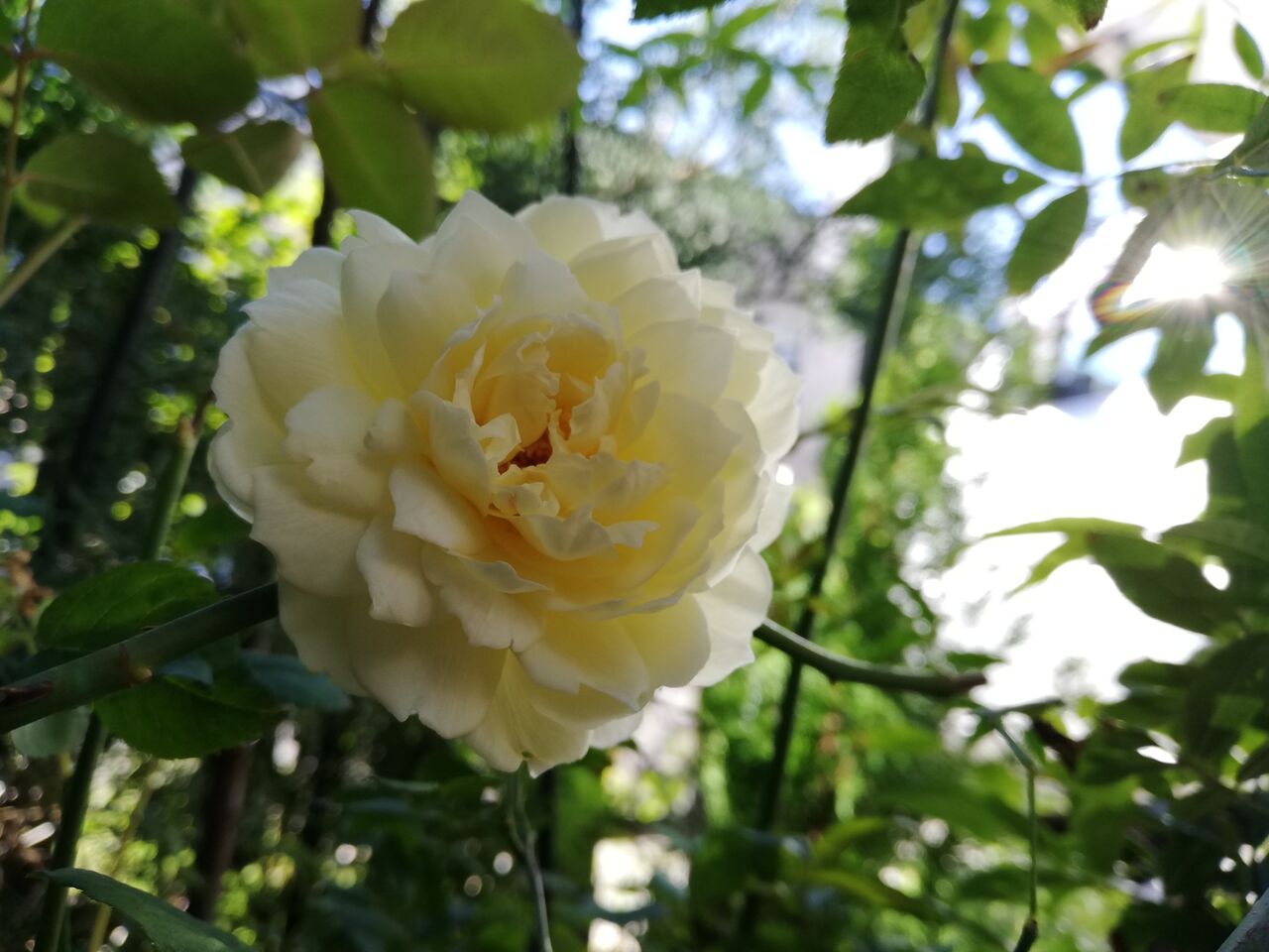 今日のガーデンパトロール つるバラクレアオースチンの成長と お迎えしてシャインマスカット となりのガーデン暮らし