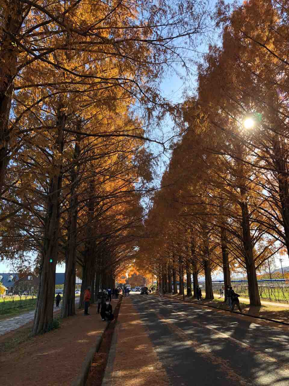 冬のソナタ なんちゃってロケ地 楽器大好き
