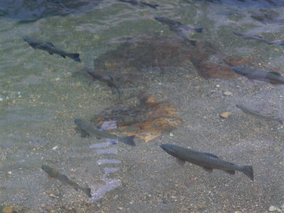 銀山温泉郷の川にいた魚。