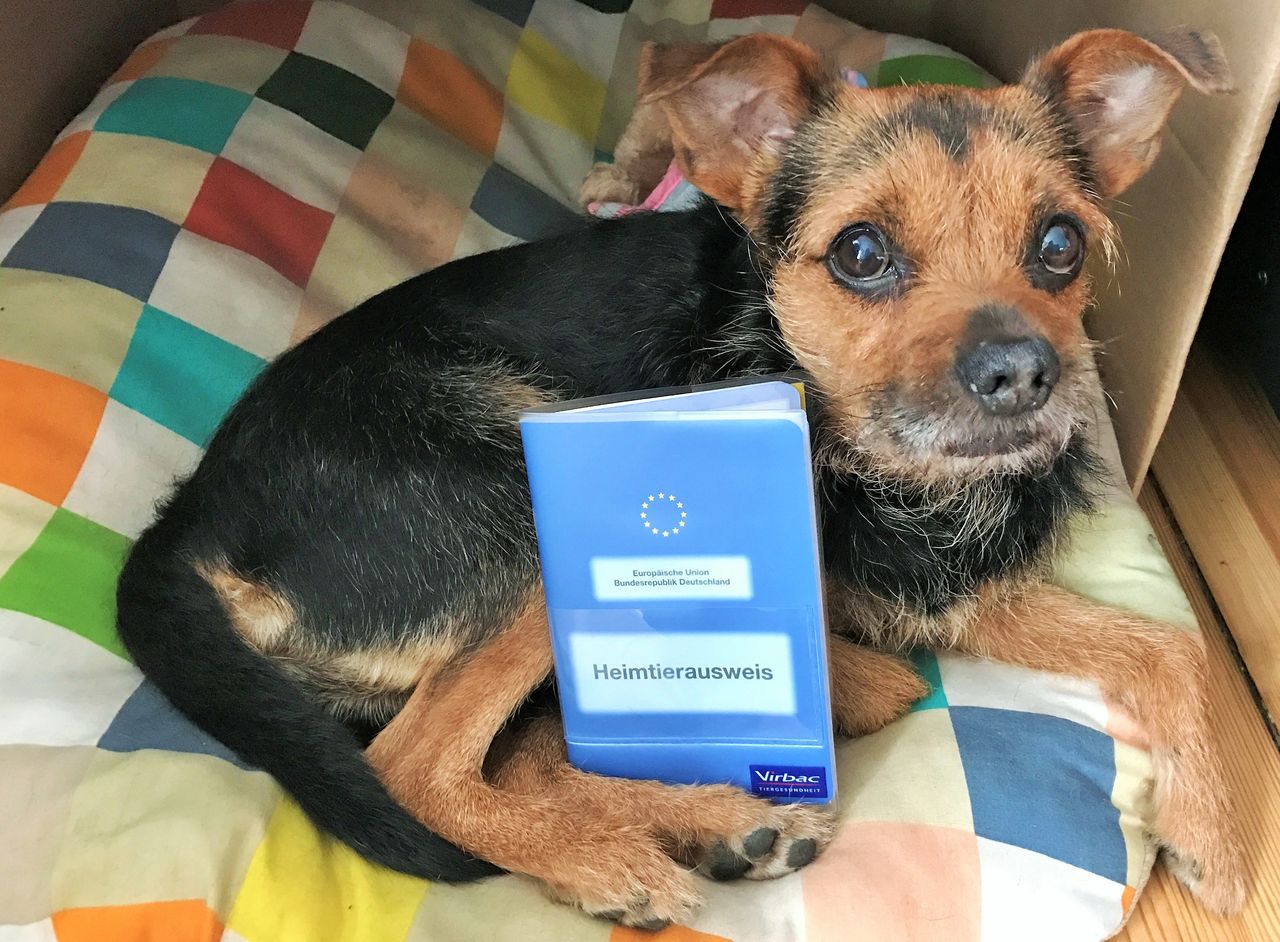 犬のパスポート ドイツの田舎で夢のオーガニック ファームライフ 犬のパスポート ドイツの田舎で夢のオーガニック ファームライフ