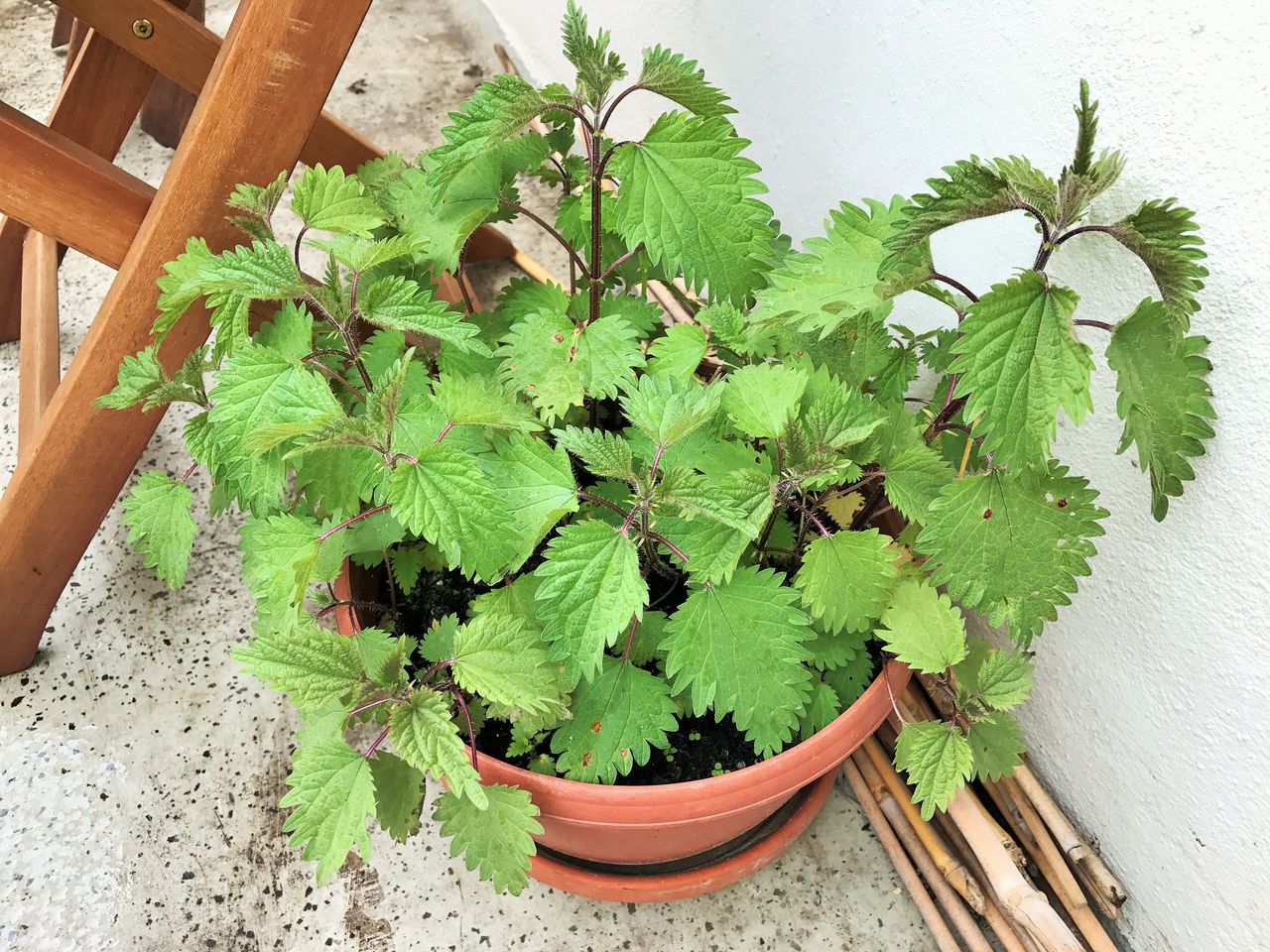 ネトル イラクサティー ドイツの田舎でオーガニック生活