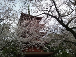 桜★03