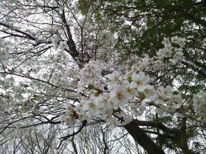 桜★01