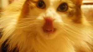 ����ɱ�ڤ���