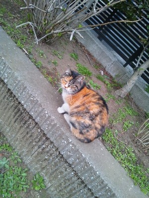 ねこたん★