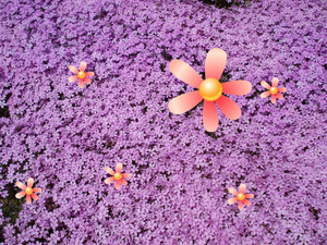芝桜★
