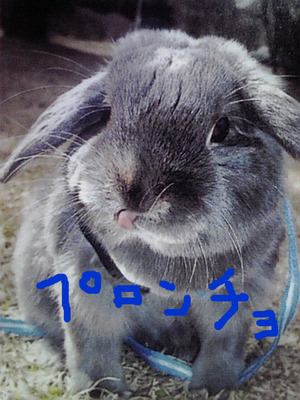 うさうさうさ★