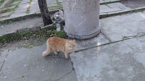 �ȥ����ˤ�󤳣�
