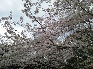 桜★０７