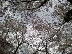 桜★05