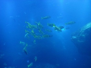 すみだ水族館っ★
